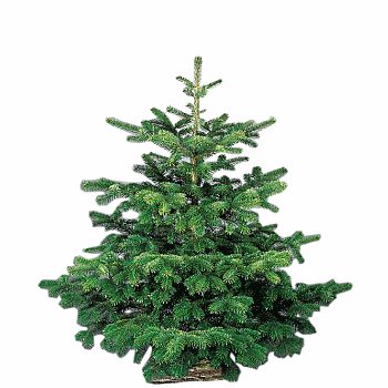 sapin de noel